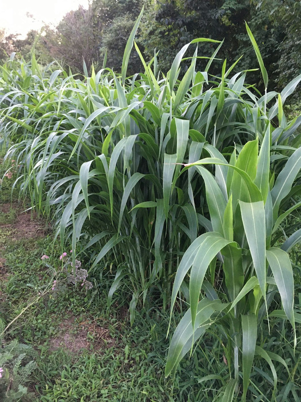 Choosing cover crops for flowers farming at Love 'n Fresh Flowers, a flower farm located in Philadelphia