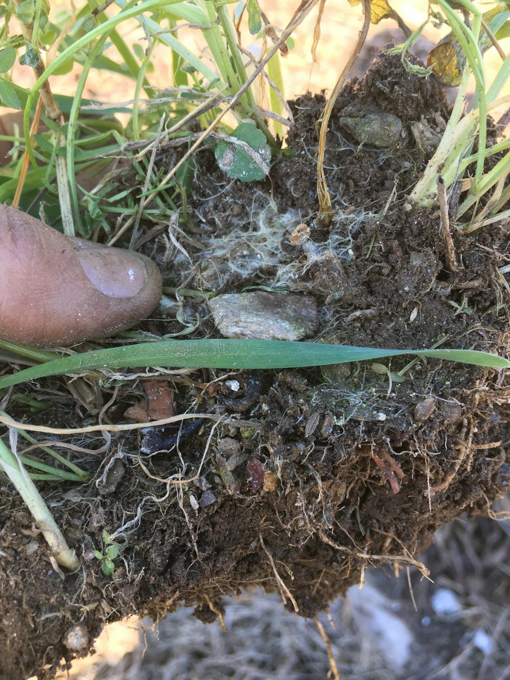 Choosing Cover Crops for a Flower Farm | Photo by Love 'n Fresh Flowers