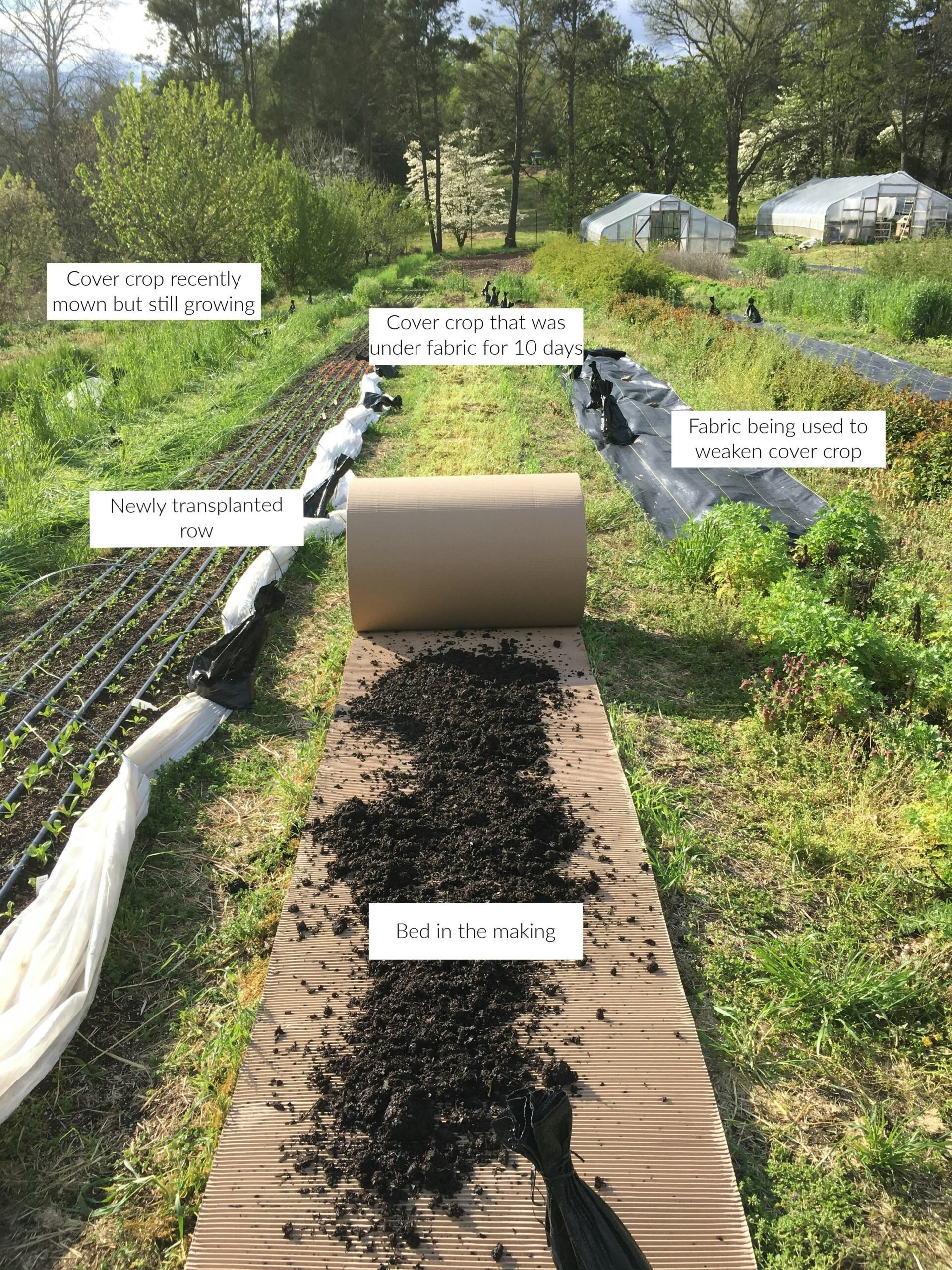 No-Till Flower Bed Preparation using cardboard and compost