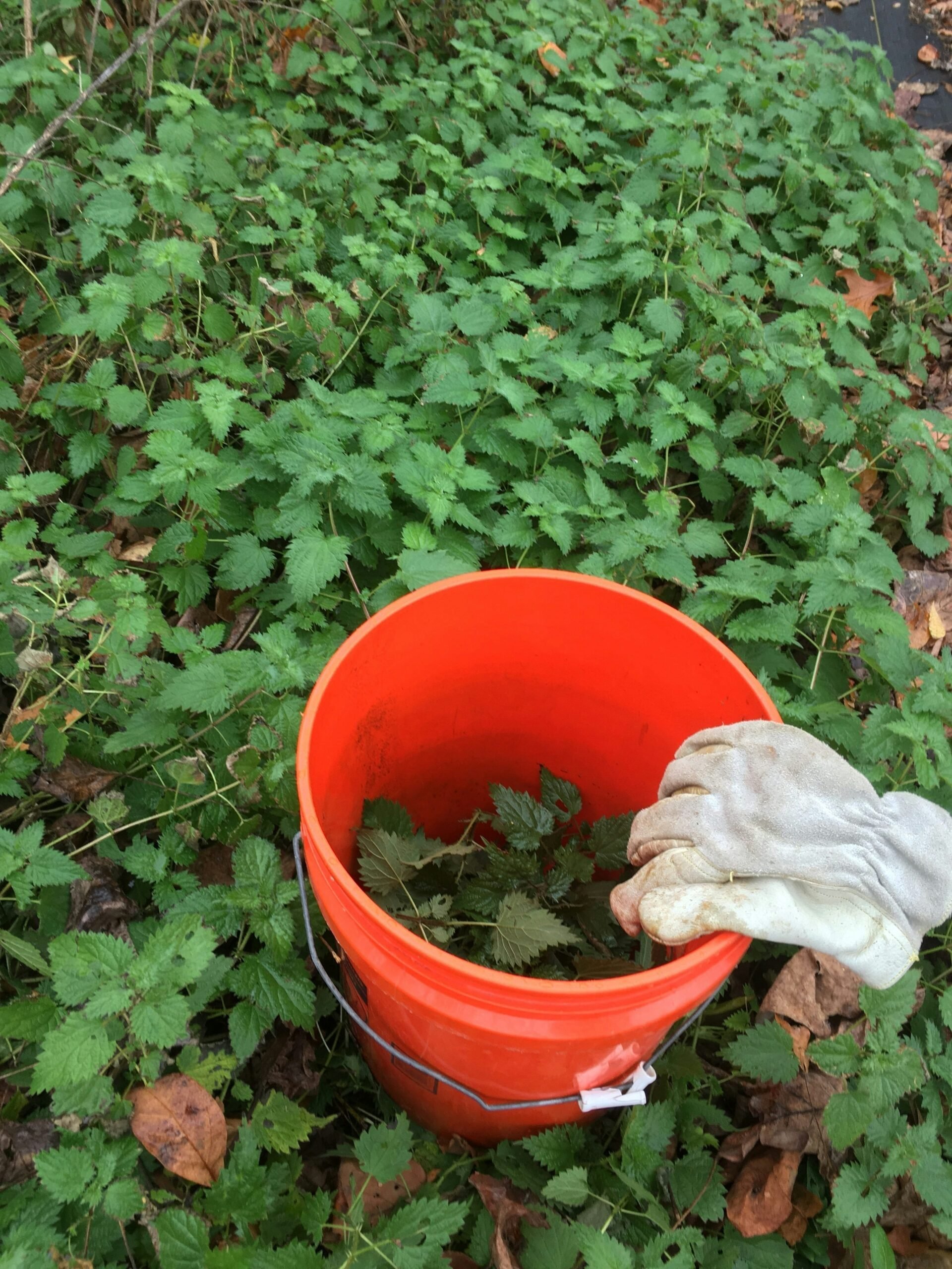 Collecting nettles to make weed juice or nettle tea which is an easy homemade regenerative input on your farm or garden beds. 
