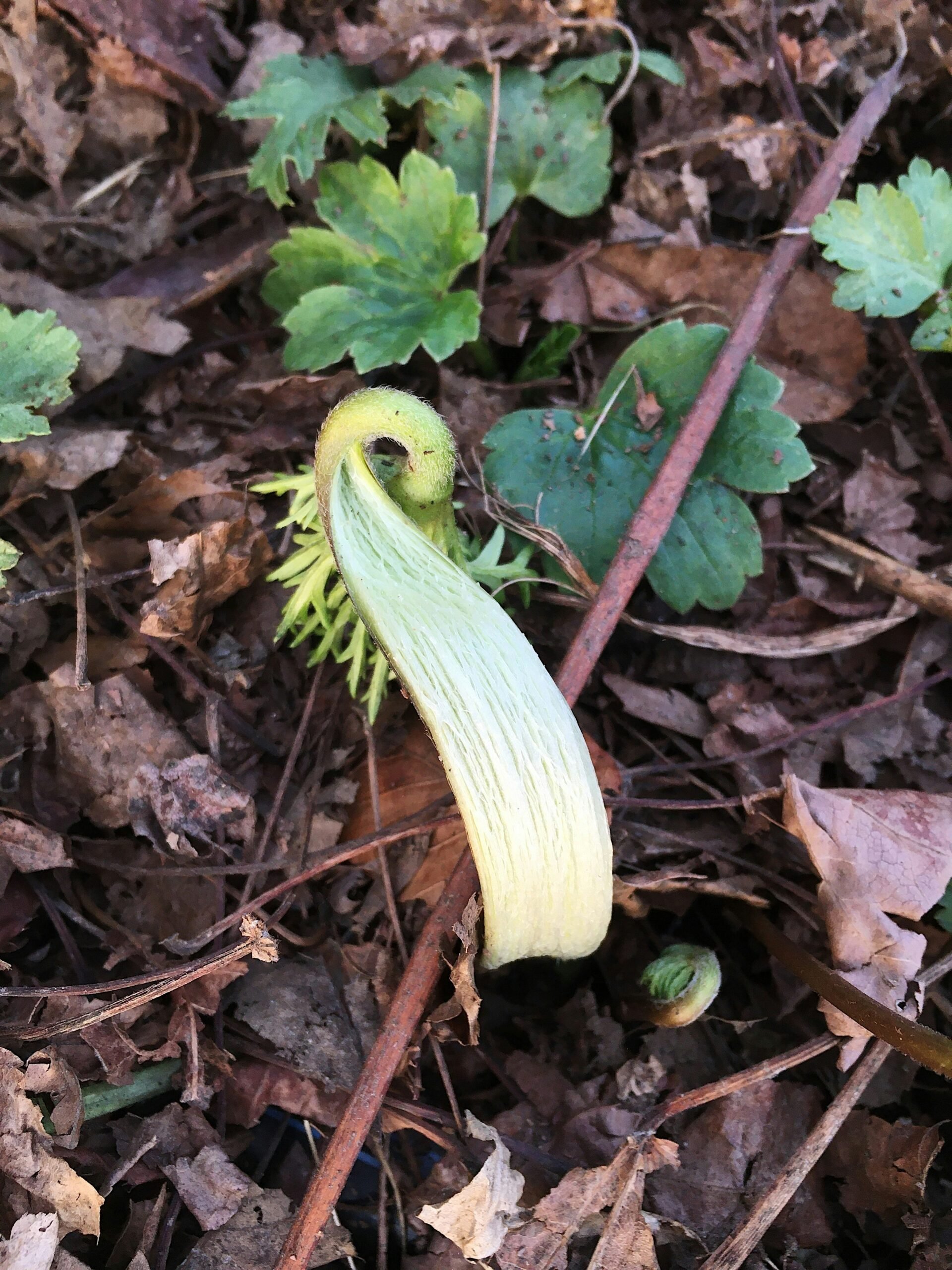 Split stems on anemones at Love 'n Fresh Flowers was fixed by applying eggshell extract or WCA to the soil. 