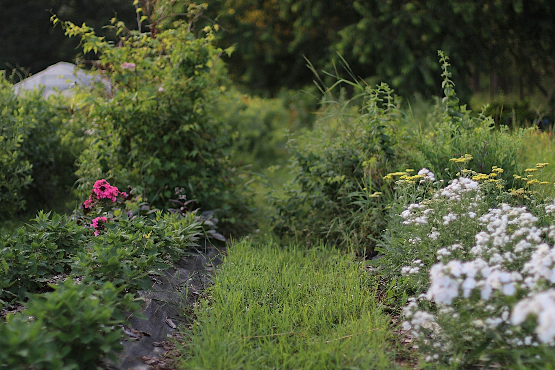 Living walkways on a small farm at Love 'n Fresh Flowers in Philadelphia. 