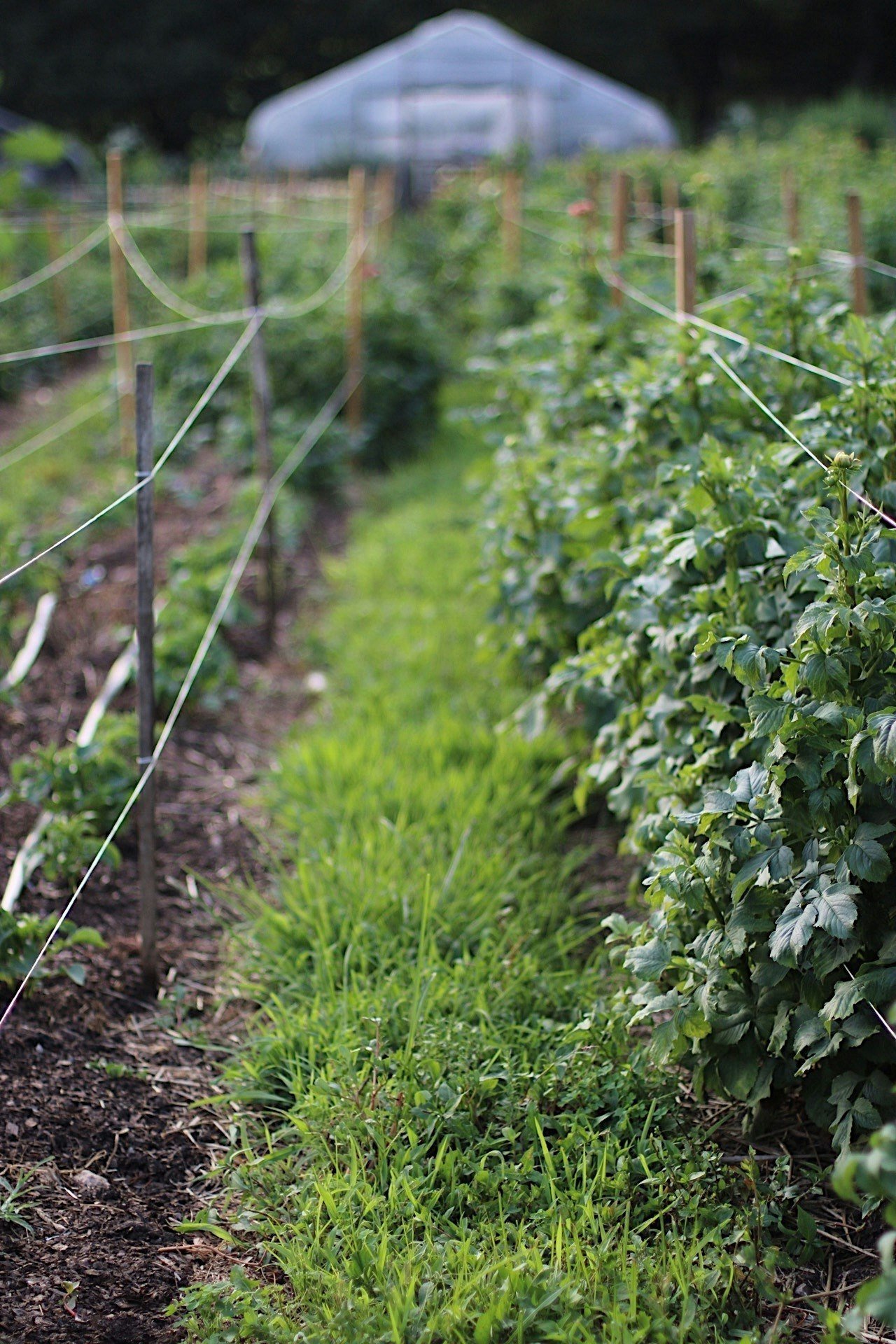 Living walkways on a small farm as demonstrated among dahlias at Love 'n Fresh Flowers, a flower farm in Philadelphia. 
