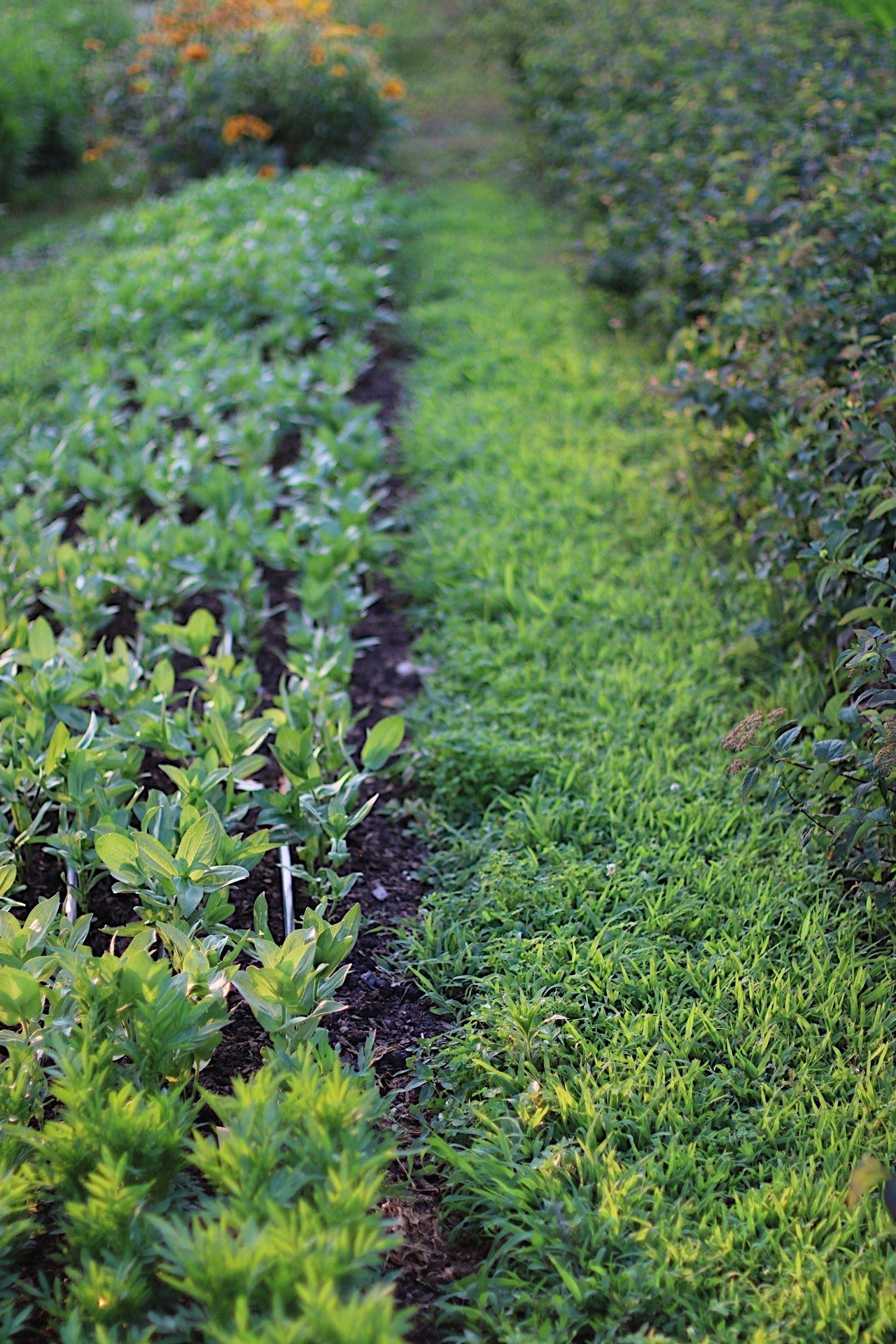 Living walkways at Love 'n Fresh Flowers, a small-scale flower farm in Philadelphia.