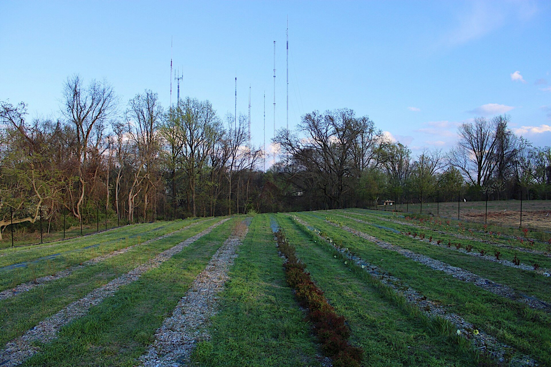 Living walkways on a small farm in the woodies planted at Love 'n Fresh Flowers, a flower farm located in Philadelphia practicing regenerative farming. 