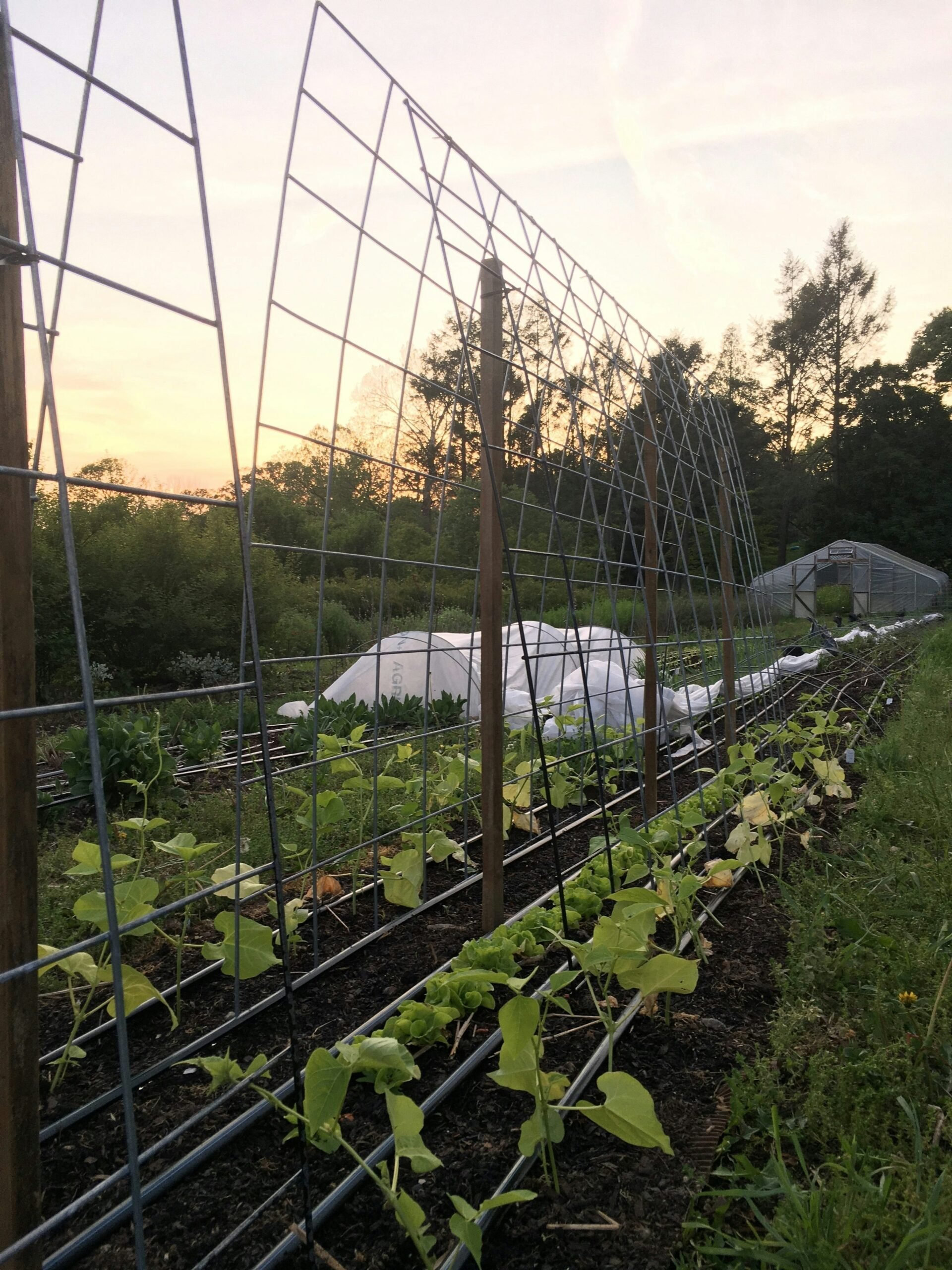 No-Till Farming Lessons Learned at Love 'n Fresh Flowers in Philadelphia