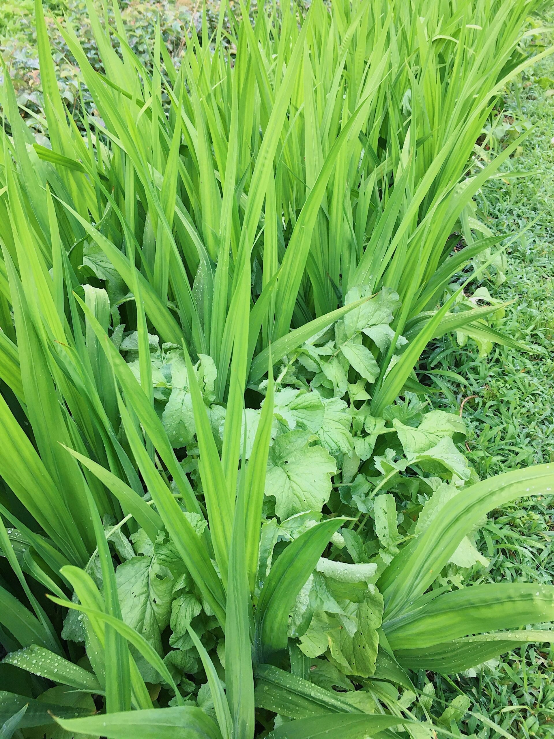No-till Flower Farming at Love 'n Fresh Flowers located in Philadelphia. 