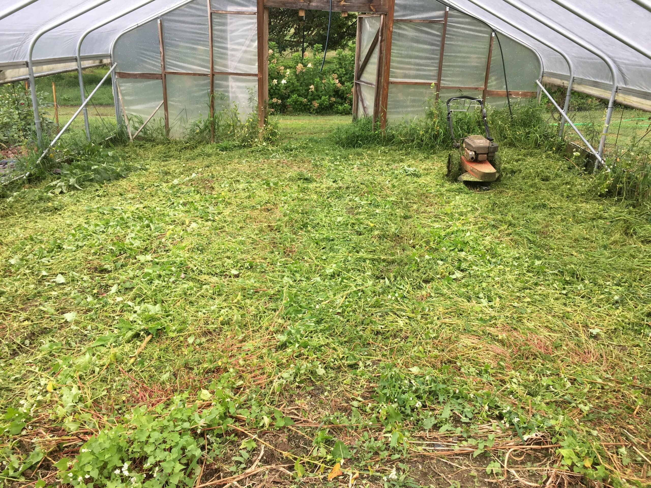 Revitalizing Hoop House Soils: Terminating Cover Crops