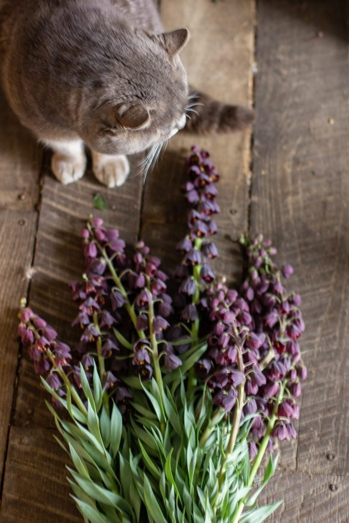 Fritillaria persica is a great perennial bulb for cut flowers | Photo by Love 'n Fresh Flowers a flower farm in Philadelphia