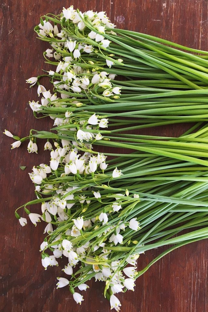Leucojum aestivum is a great perennial bulb for cut flower production. Photo by Love 'n Fresh Flowers, a flower farm located in Philadelphia. 