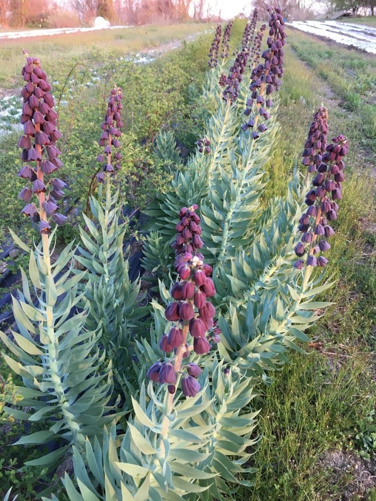 Fritillaria persica is a great perennial bulb for cut flowers | Photo by Love 'n Fresh Flowers a flower farm in Philadelphia