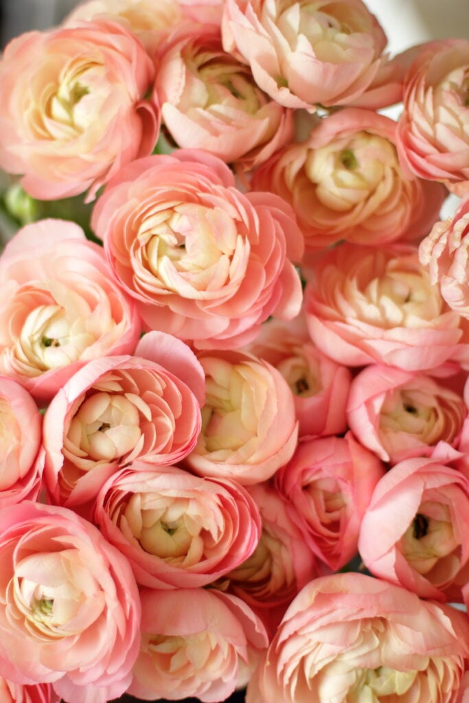 Tips for Growing Ranunculus and Anemones in Zone 6b/7 by Love 'n Fresh Flowers