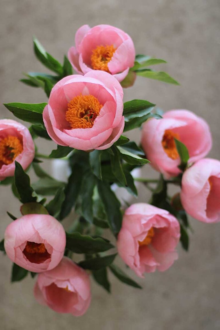 Peony-Soft-Salmon-Saucer