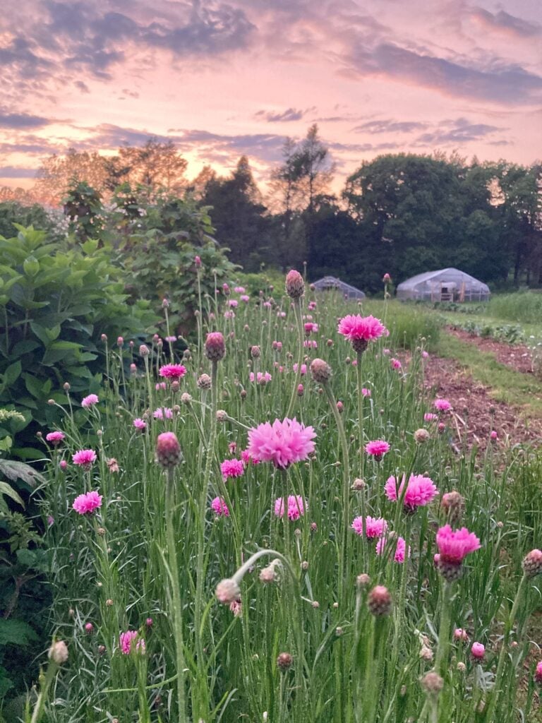 Photo May 22, 8 25 00 PM (1)